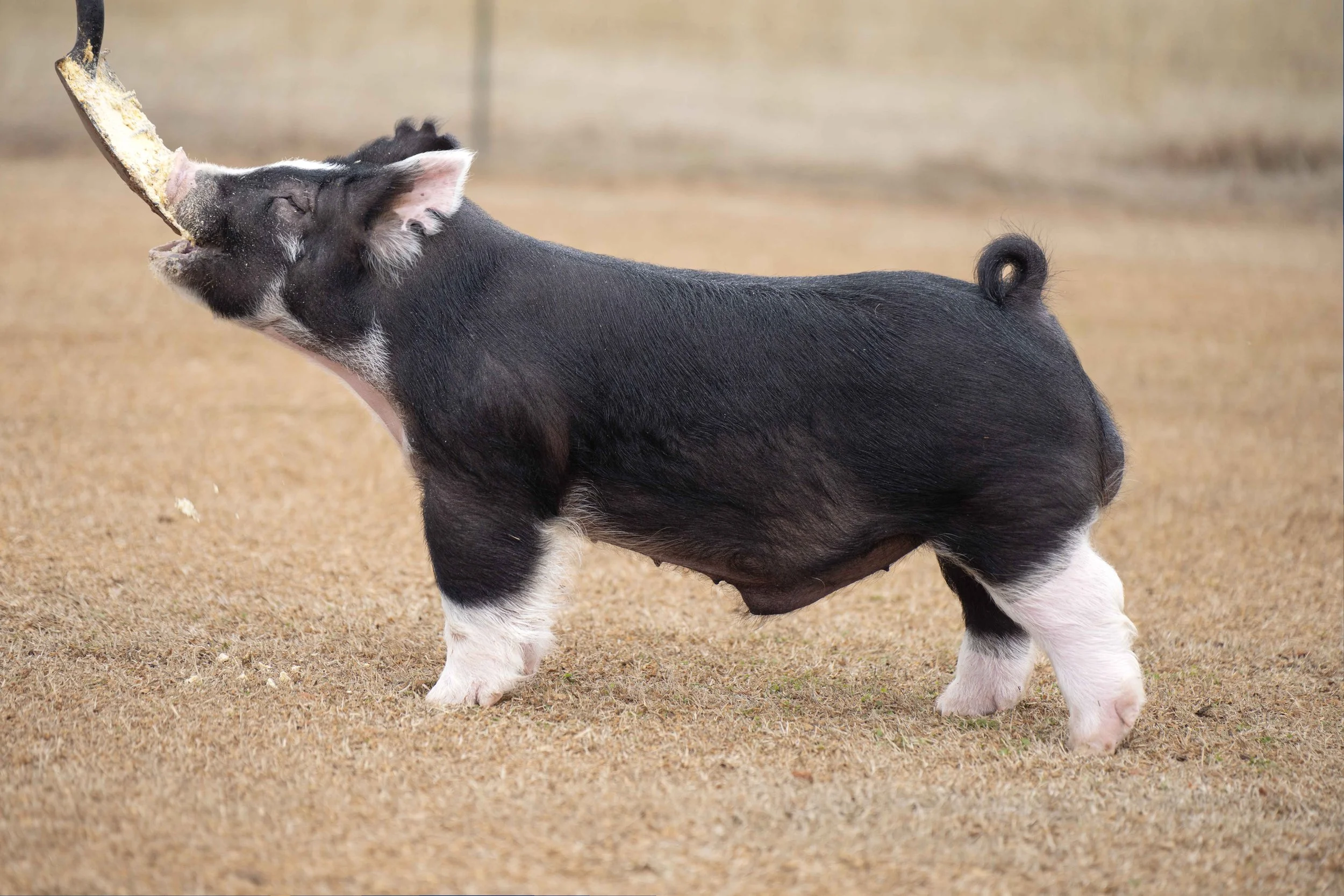 A black pig with white markings on its face, legs, and tail, standing on a dry, grassy surface and holding a piece of wood in its mouth.
