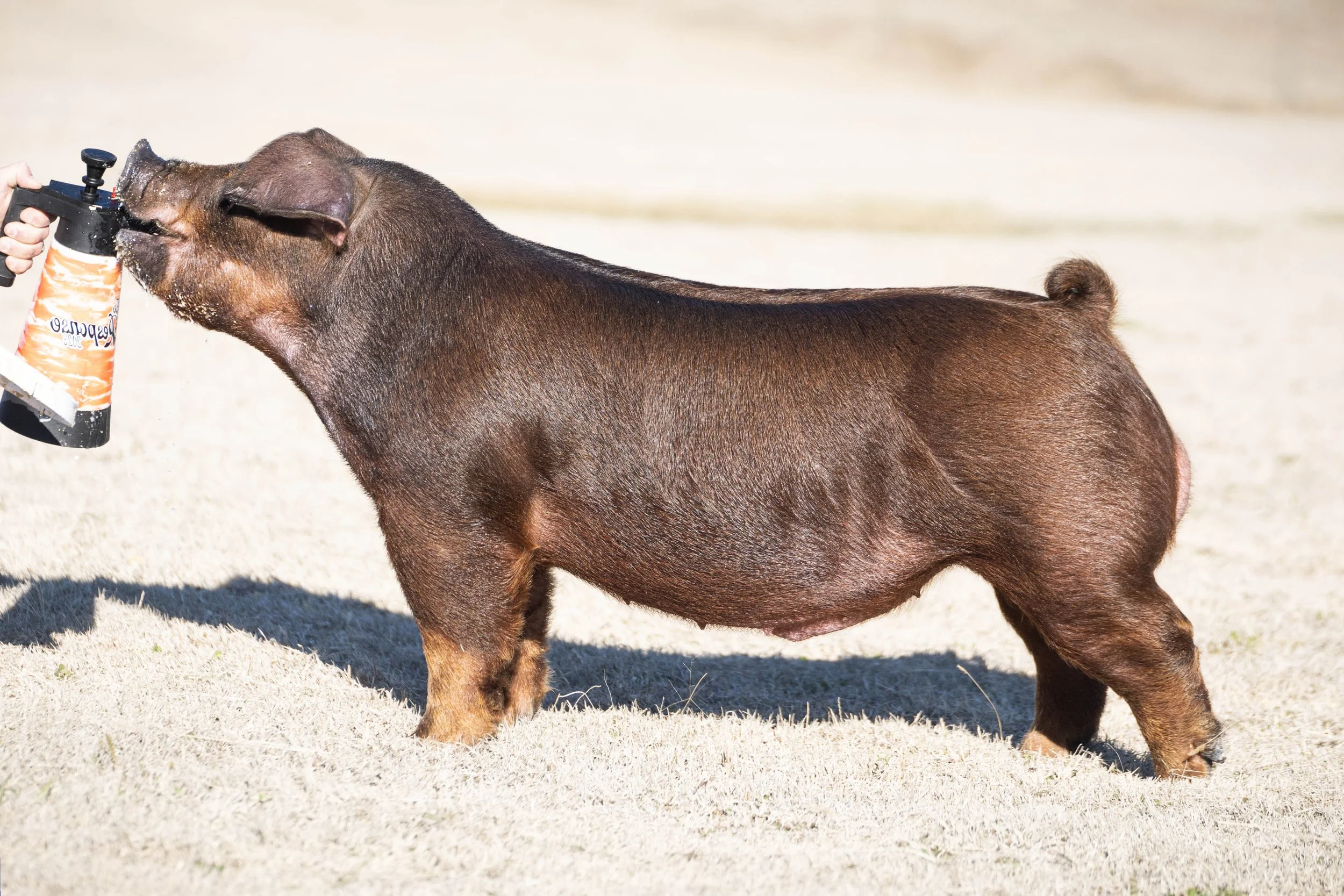 Miniature pig receiving a spray from a can held by a person outdoors on a sunny day.