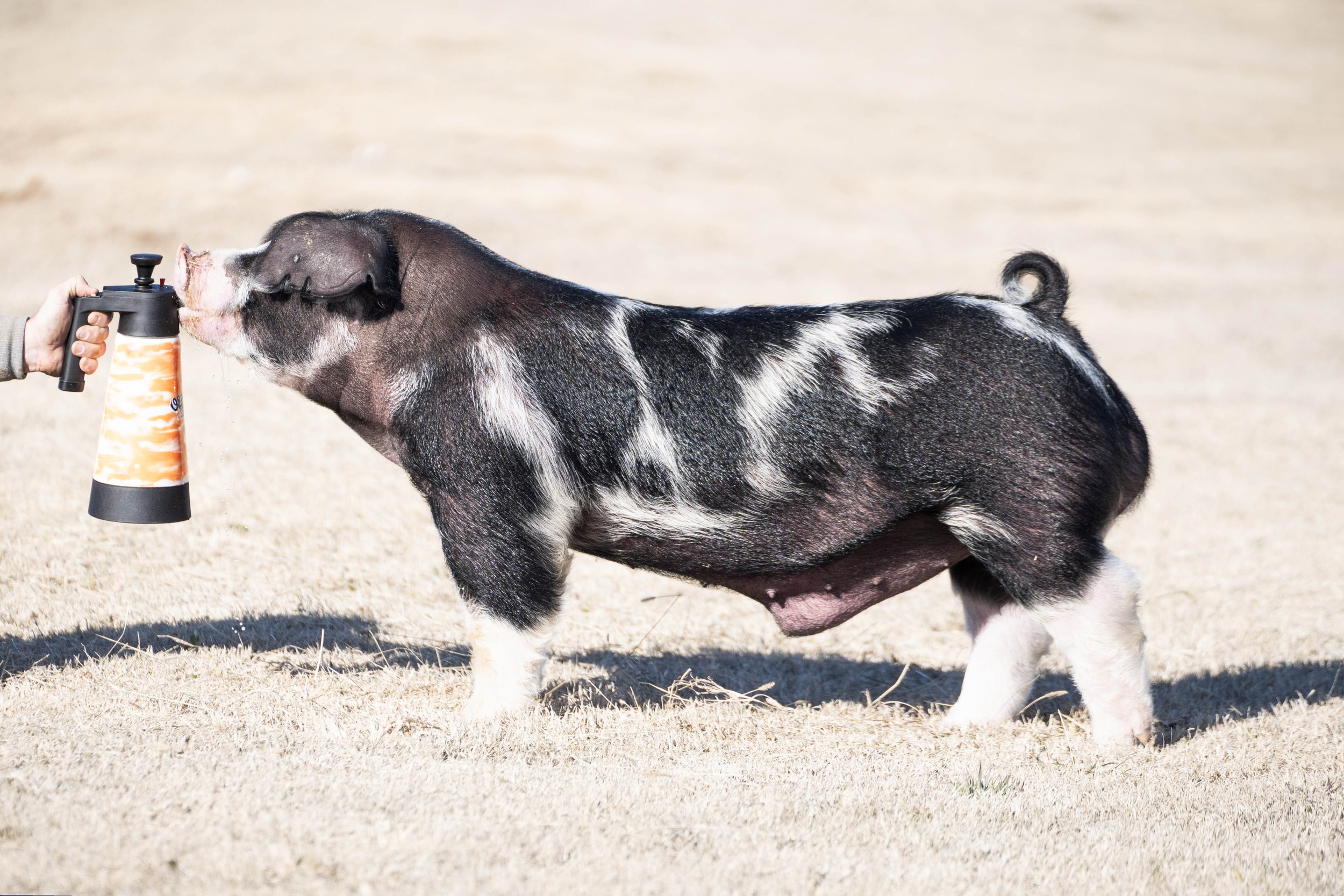 A pig with black and white patches on its body standing on dry grass, being sprayed with water from a sprayer held by a person.