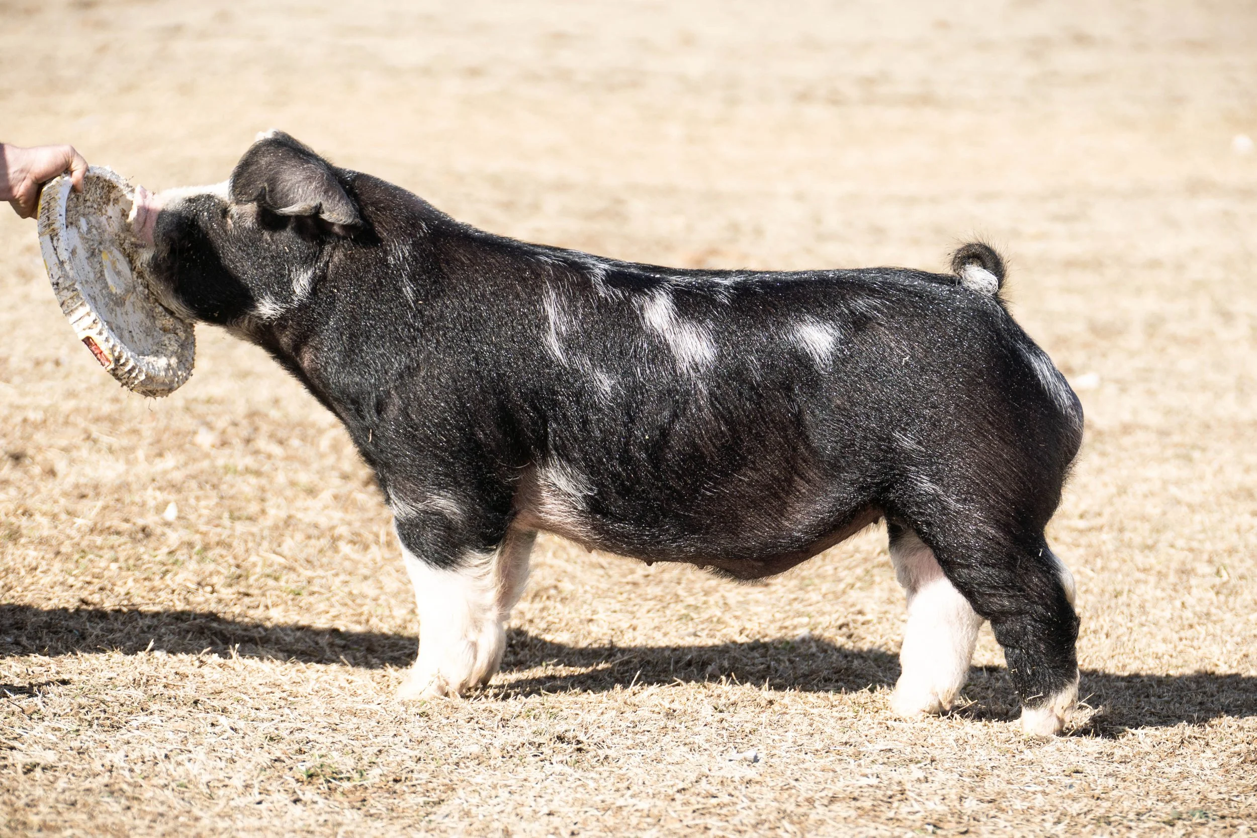 A black and white pig standing on a dry grass field while holding a frisbee in its mouth, with a hand visible on the left.
