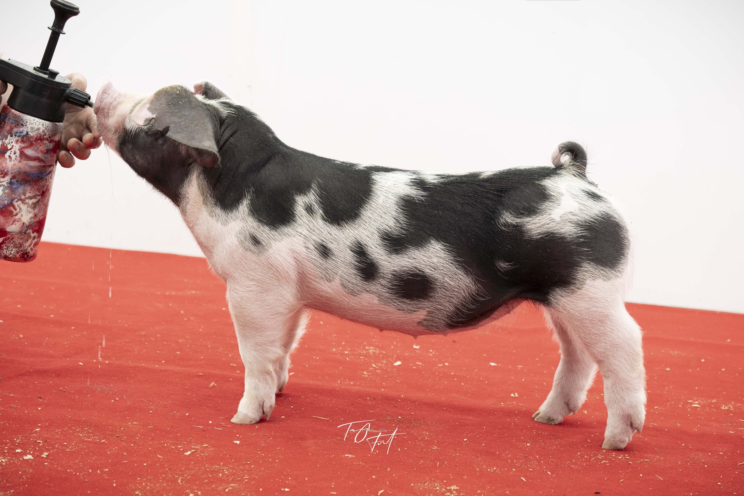 A piglet with black and white spots standing on a red surface being fed milk from a bottle held by a person.