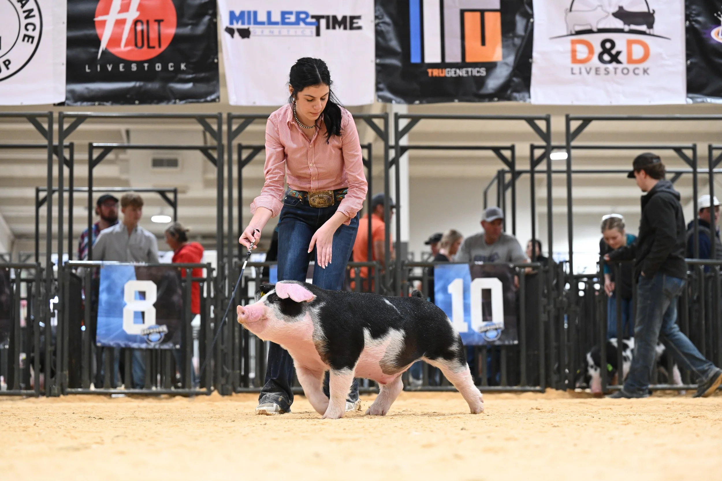 A young woman in a pink striped shirt and jeans leading a black and white pig in a livestock show, with spectators and other participants in the background.
