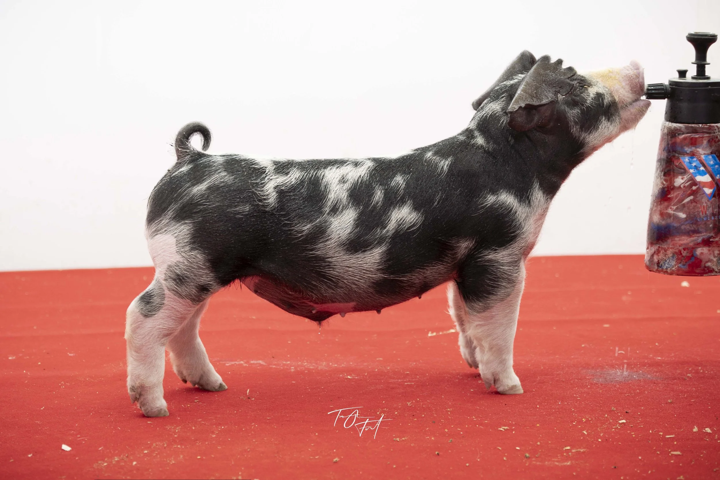 A piglet with black and white spotted fur standing on a red surface, reaching its snout towards a container of pig feed.