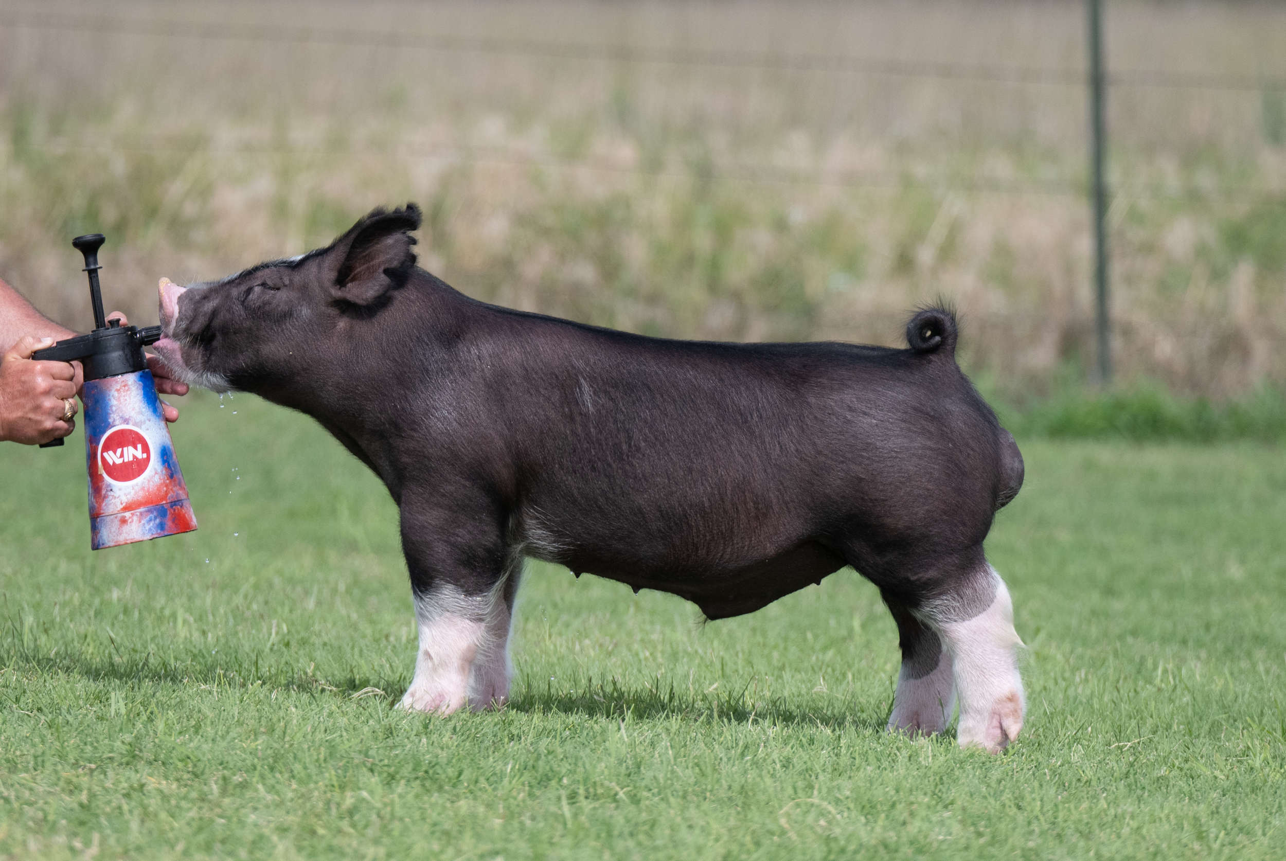 A pig standing on grass is being sprayed with a water gun held by a person.
