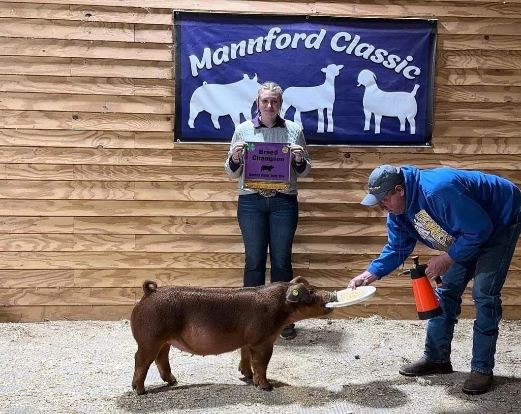A woman holding a purple award plaque that reads 'Breed Champion' and a man in a blue hoodie feeding a small pig with a tray in a barn-like setting with a wooden wall and a 'Manntford Classic' banner in the background.