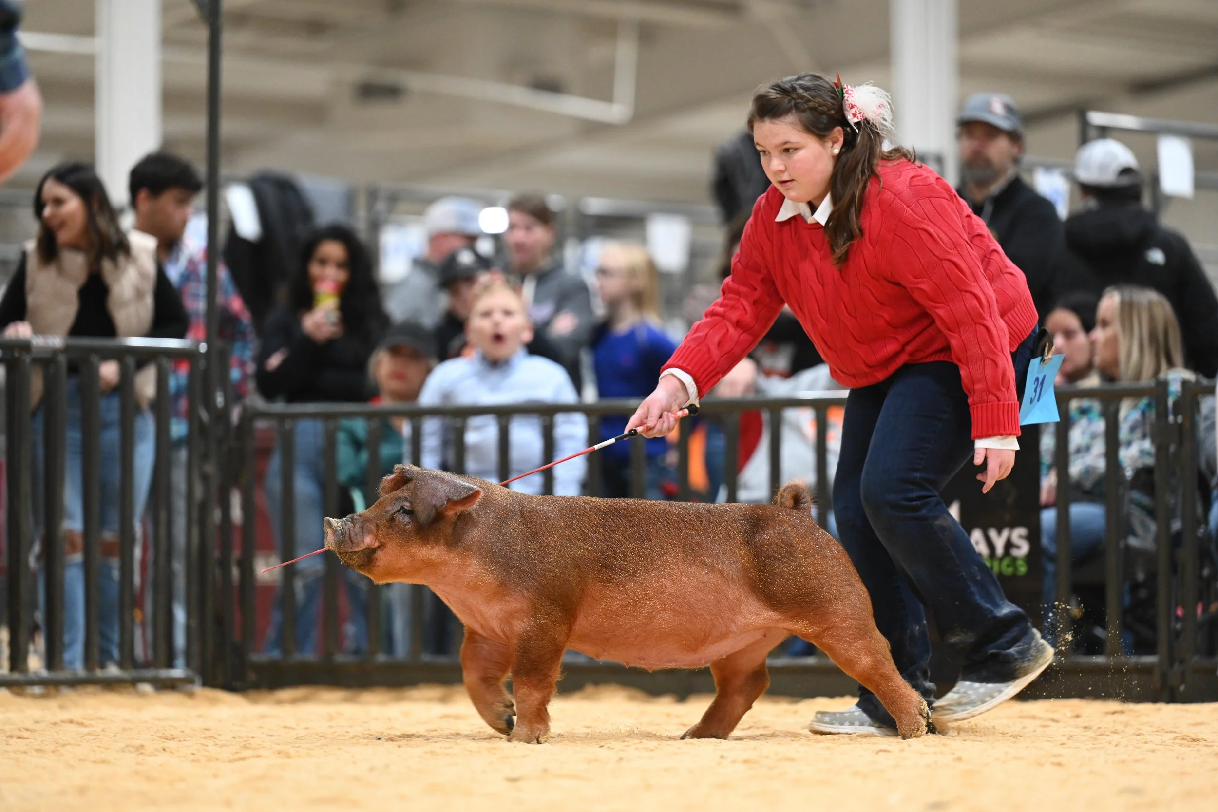 A girl in a red sweater shows a pig at a livestock competition, with spectators watching in the background.
