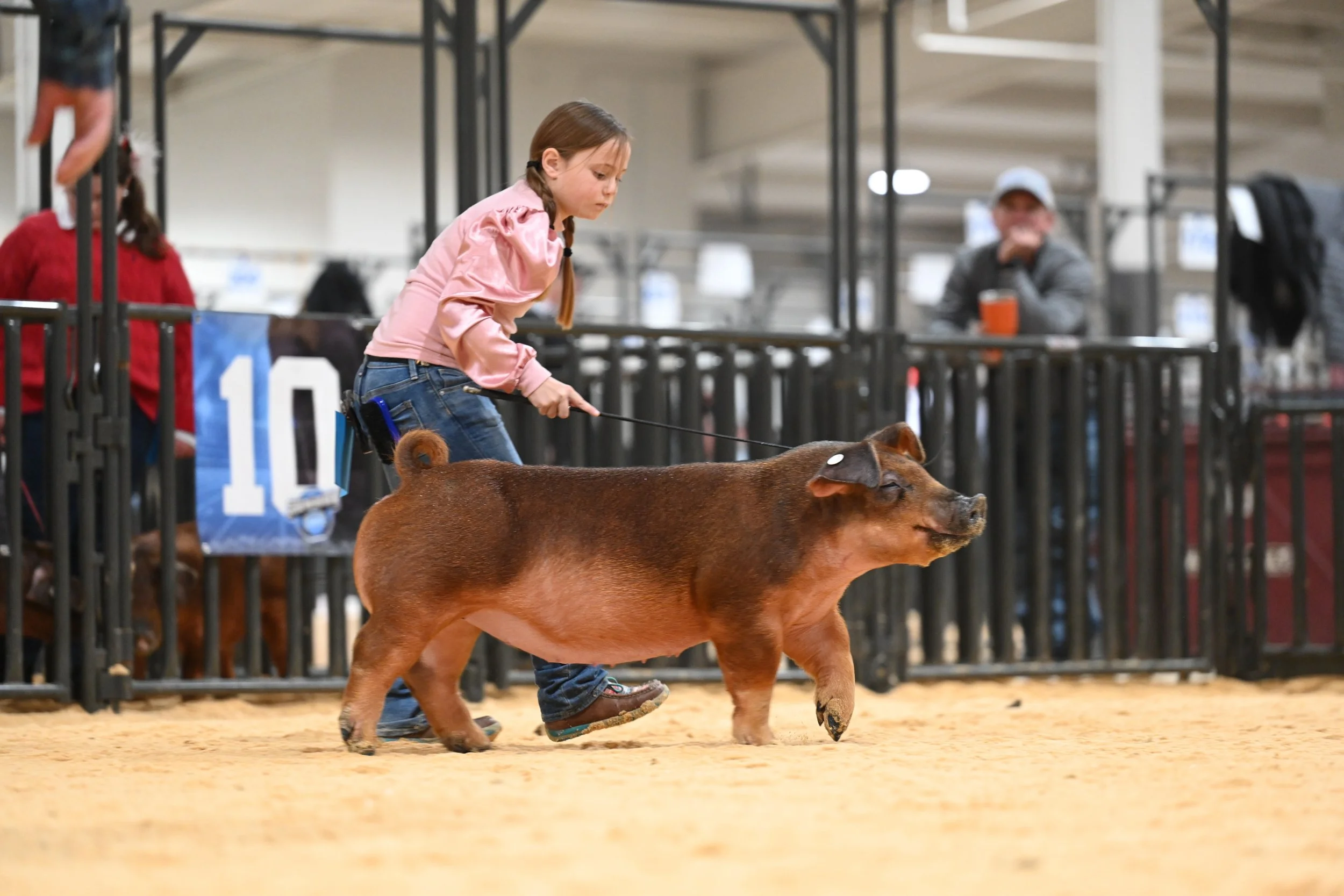 A young girl leading a pig in a show ring. The girl is wearing a pink long-sleeve shirt and jeans. The setting appears to be an indoor livestock show or competition.