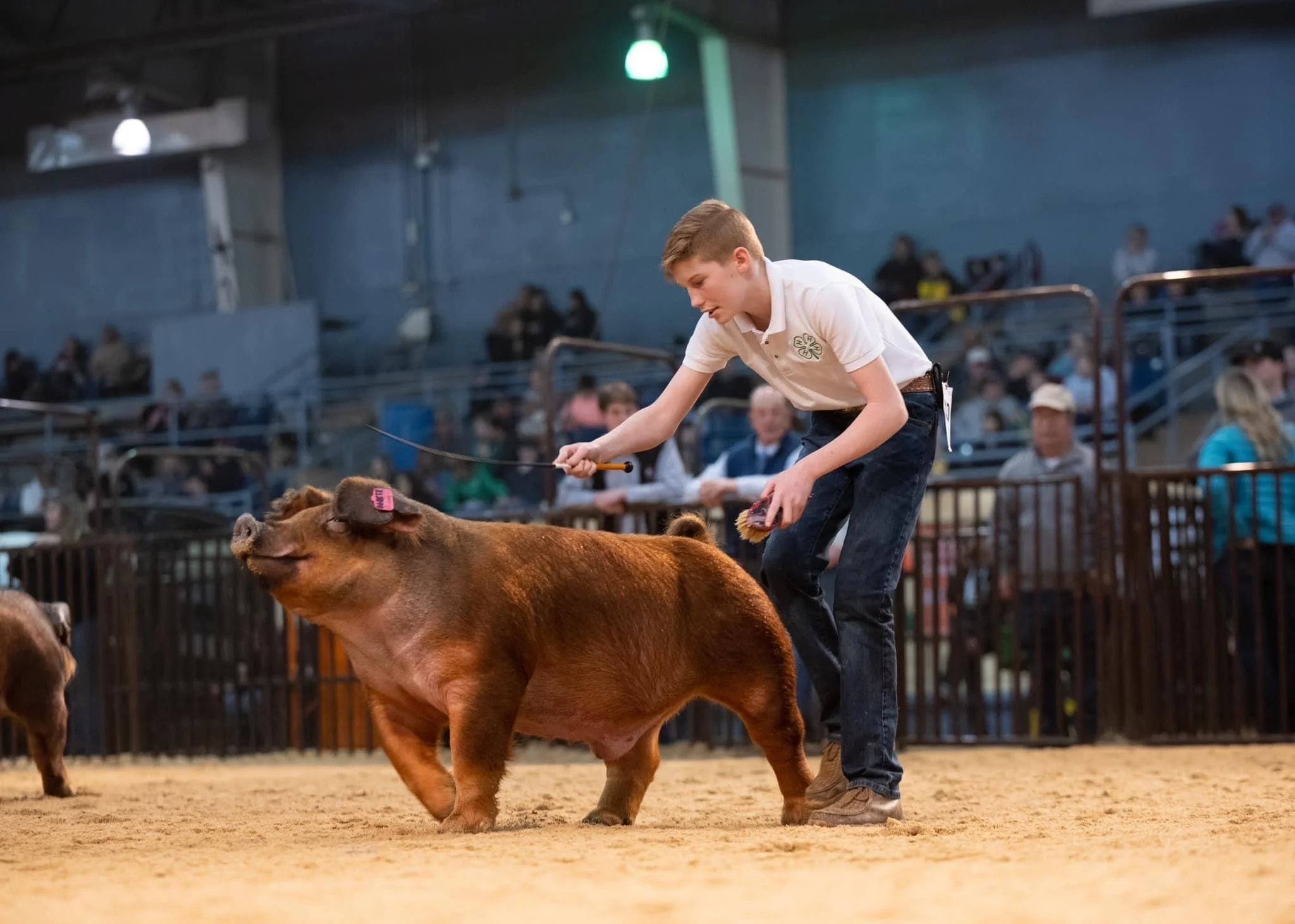 A young boy participating in a pig show, holding a grooming brush and guiding a large, brown pig with a pink ear tag in an indoor arena with spectators watching.