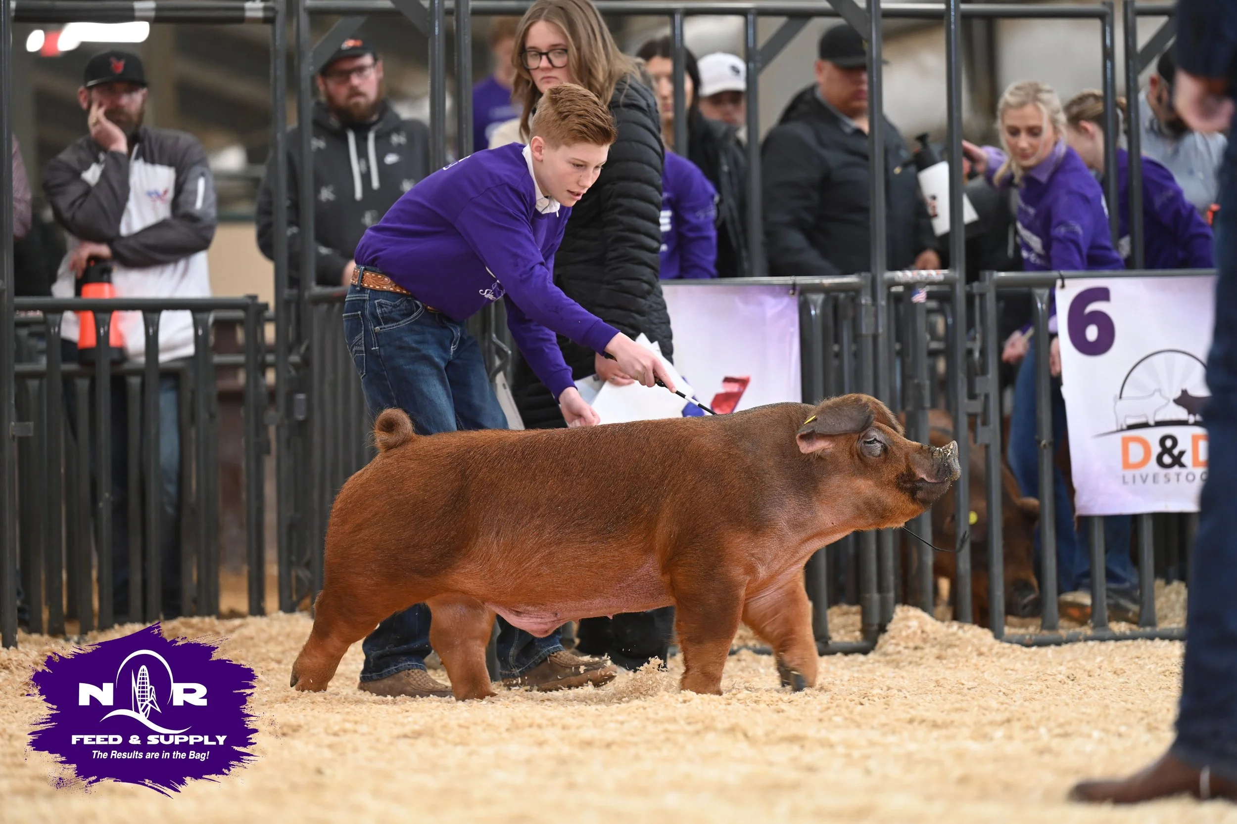 A young man in a purple shirt shows a brown pig at an agricultural livestock competition, with onlookers and judges behind a metal fence.