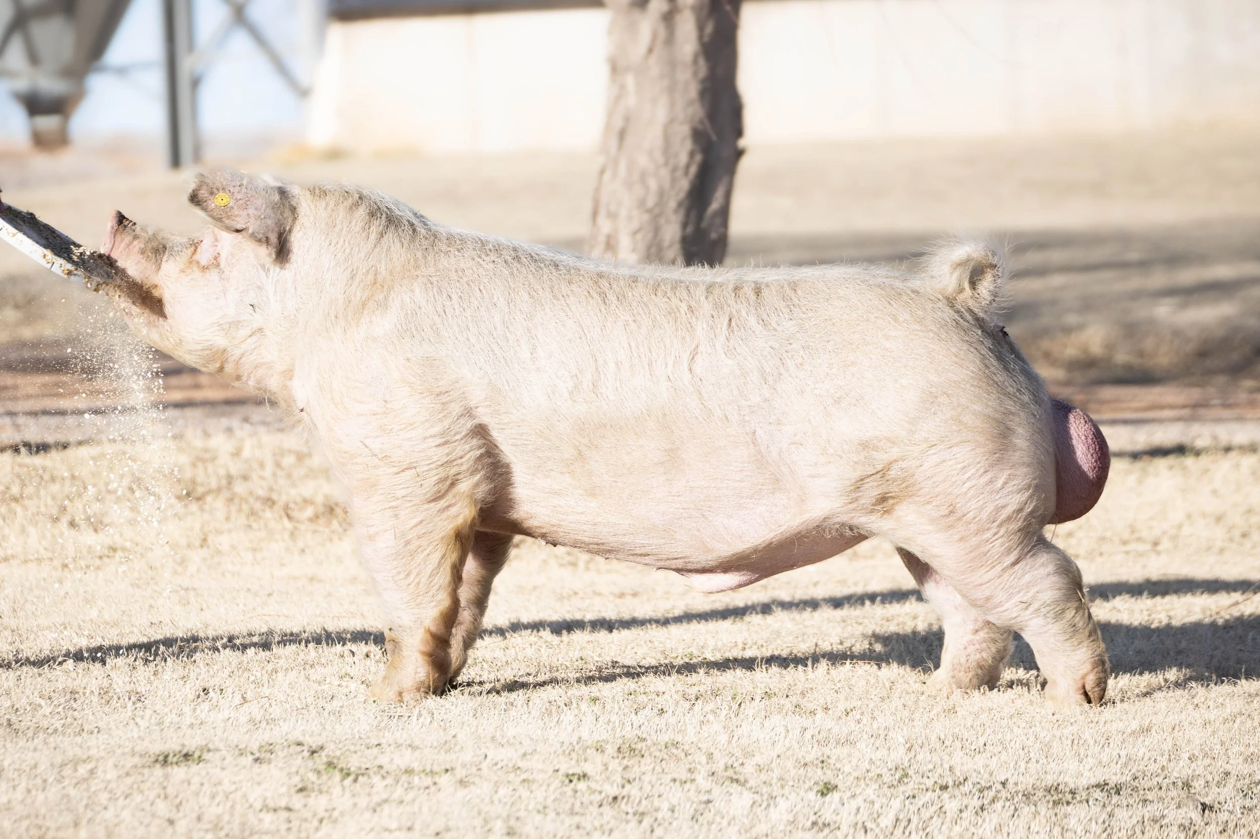 A pig standing on a grassy yard with a tree, with its head extended downward, rubbing or touching a stick or branch.