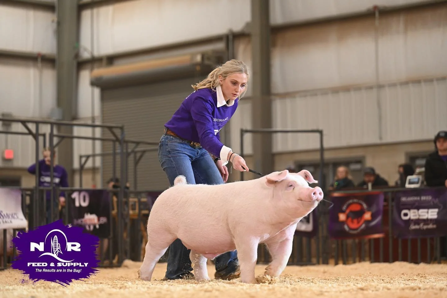 A woman in a purple jacket showing a pink pig in an indoor livestock competition.