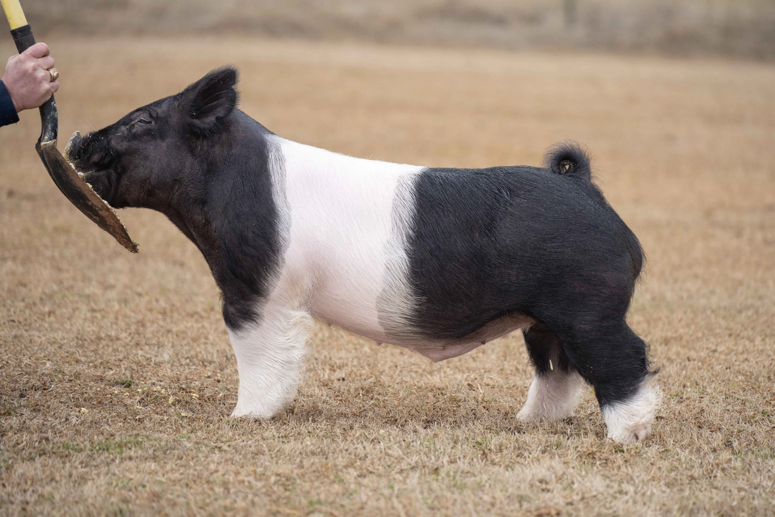 A small pig with a black and white coat standing on a grassy field, with a person holding a shovel or dent in front of it.