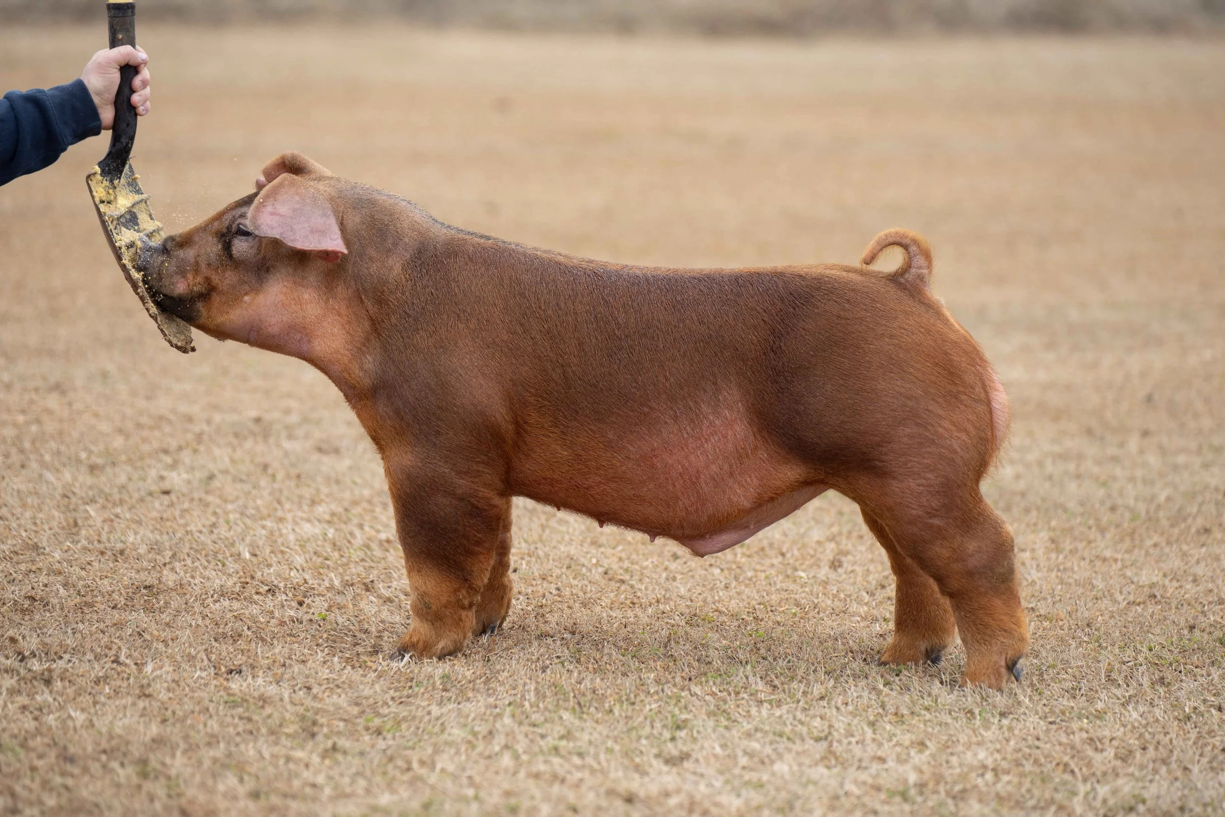 A small pig with brownish-red fur standing on a grassy field while a person holds a grooming tool near its face.
