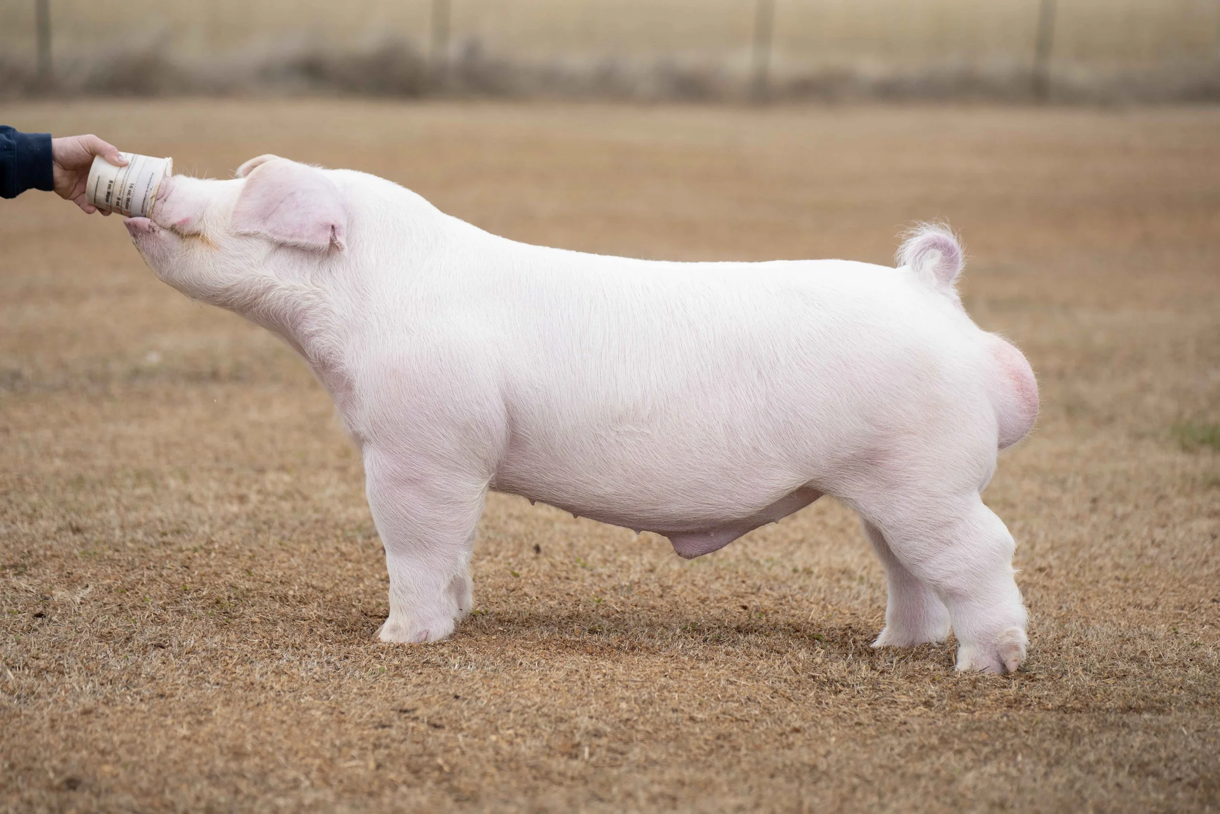 A pig being fed with a bottle by a person, standing on dry grass outdoors.