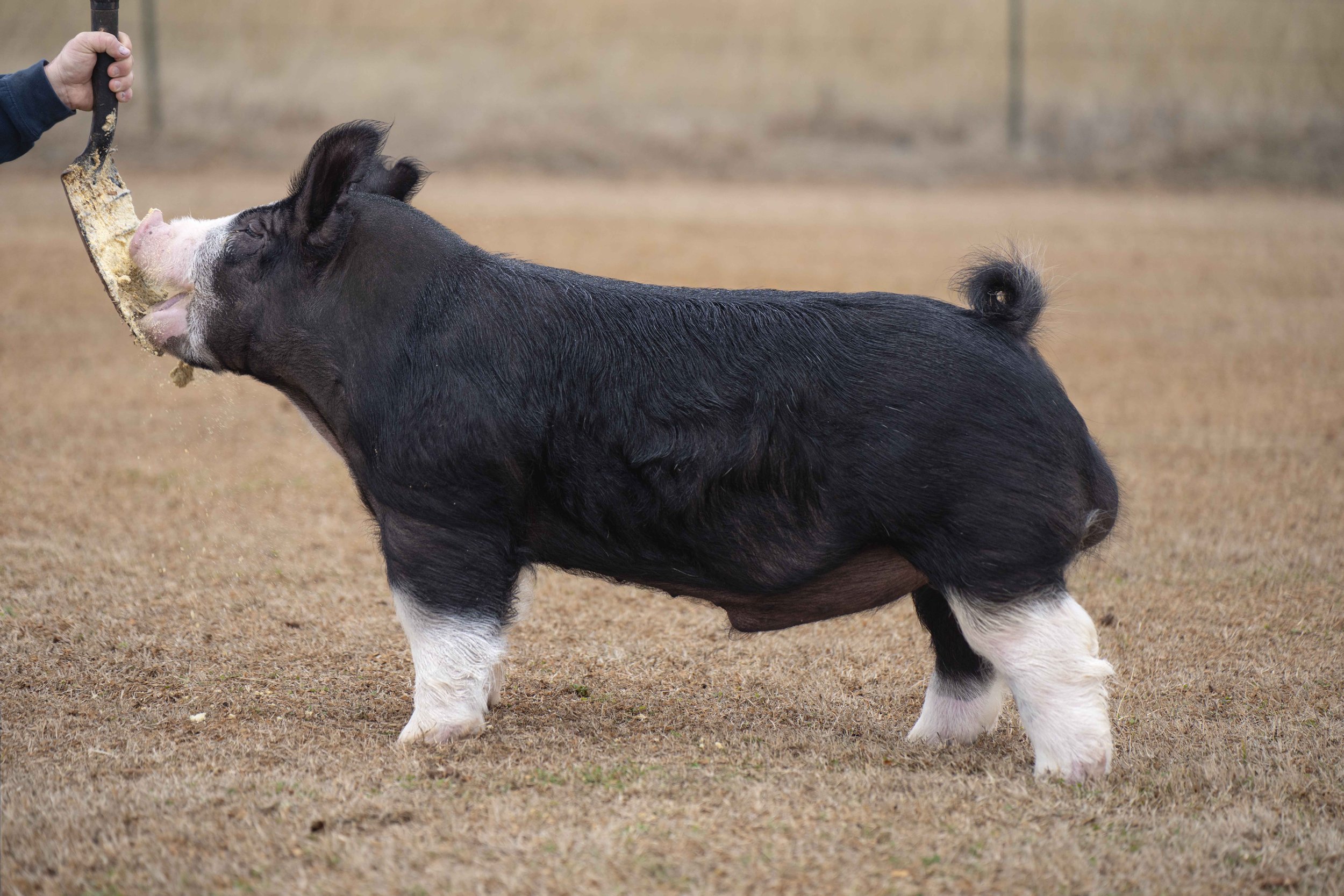 A pig with black and white fur standing on brown grass, being fed a piece of food from a person's hand.