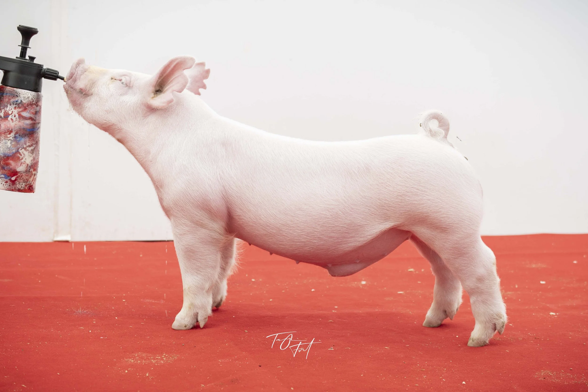 Pink piglet drinking water from a black spout with a transparent red water bag, standing on a red floor with a white background.