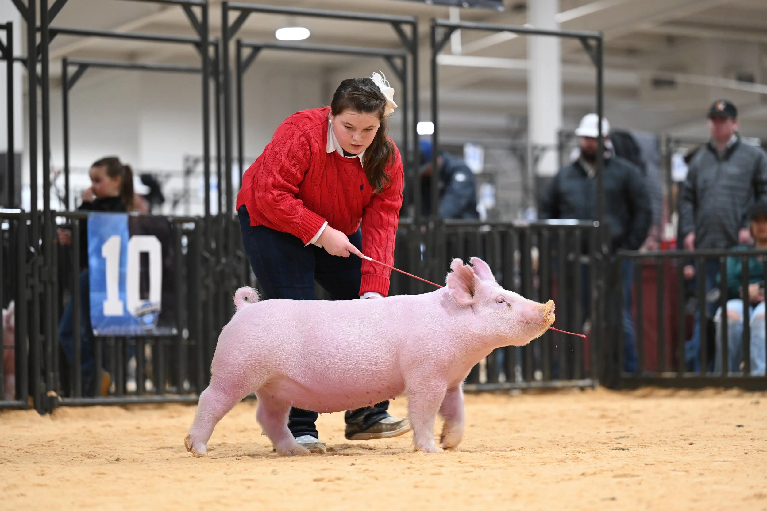 A girl in a red sweater shows a pink pig at a livestock competition. The pig is standing on a sandy floor, and there are spectators behind a black fence.