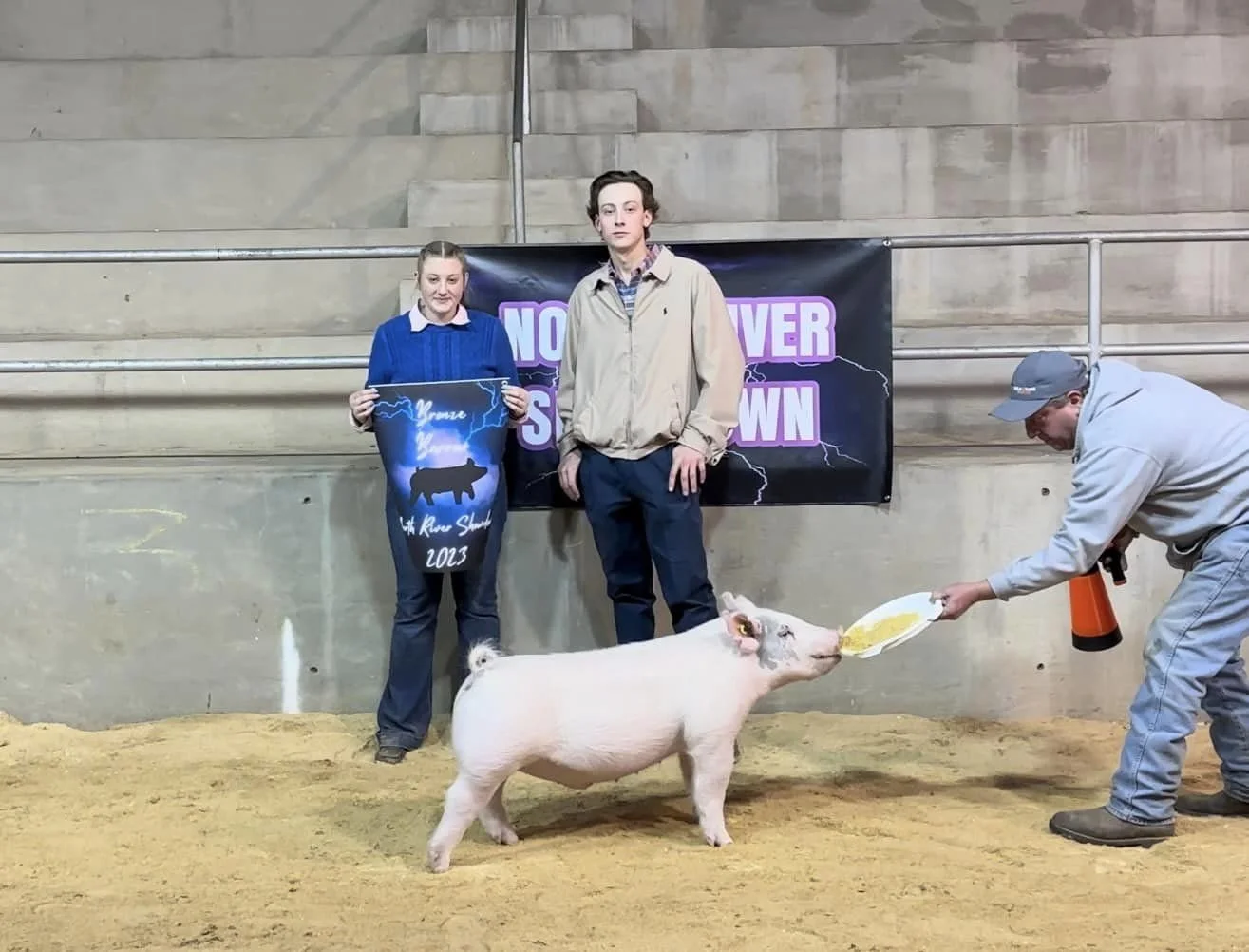 Two young people, a woman in a blue sweater and a man in a beige jacket, are standing in front of a banner at an event, holding a blue poster with a cow and lightning graphics and the text '4-H Arrow Show 2013.' A pig is standing on a sandy surface, and a man in a gray hoodie and cap is feeding the pig from a yellow plate. There are metal railings and a concrete wall behind them.