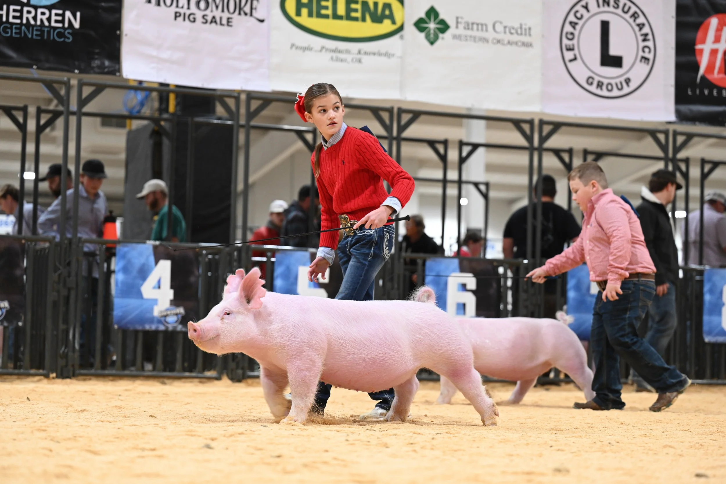 Children participating in a pig show, leading and showcasing pink pigs in an indoor arena with banners hanging above.
