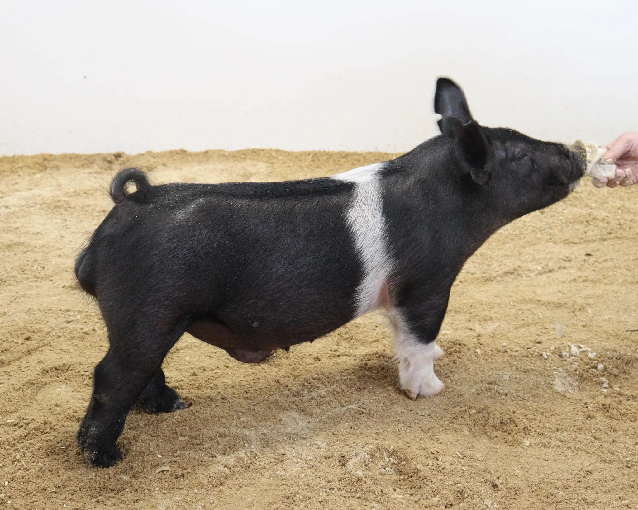 A black pig with white markings on its neck and leg, standing on sandy ground, being fed by a person holding a piece of food.