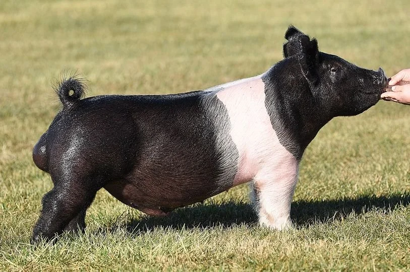 A black and white pig with a prominent pink patch on its side standing on grass, with a person's hand reaching toward its nose.