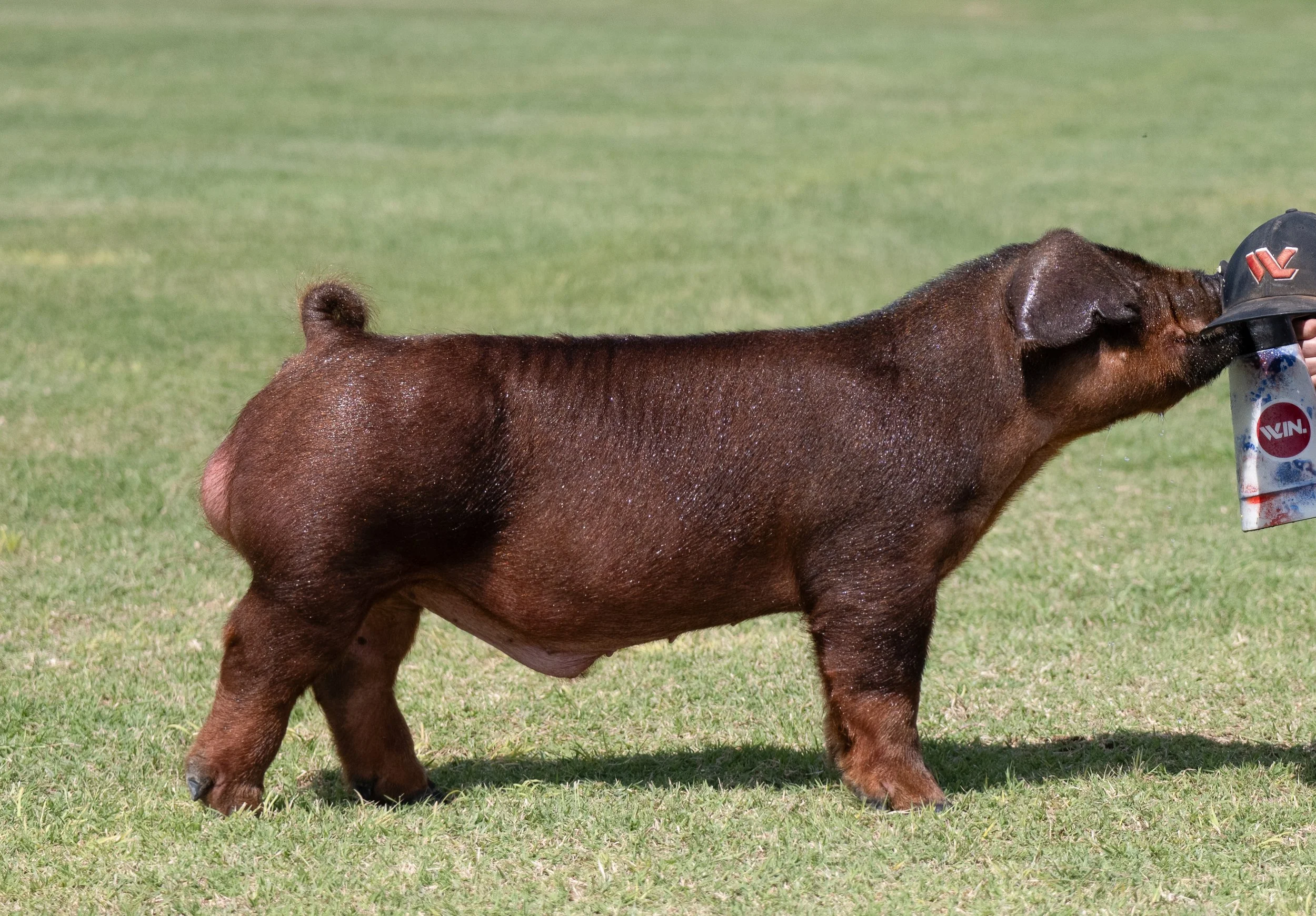 A brown piglet with a rounded tail standing on grass, touching a person's hand holding a spray can.