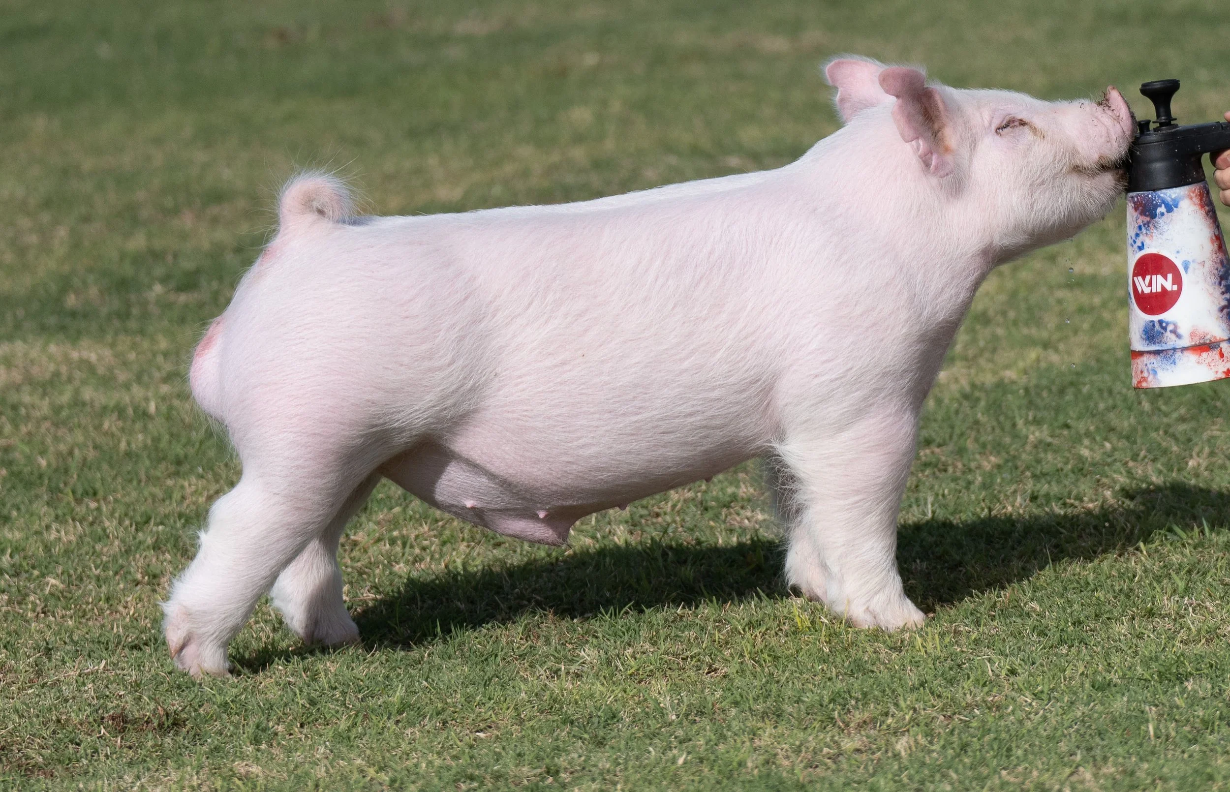 A pig drinking water from a water nozzle on a grassy field.