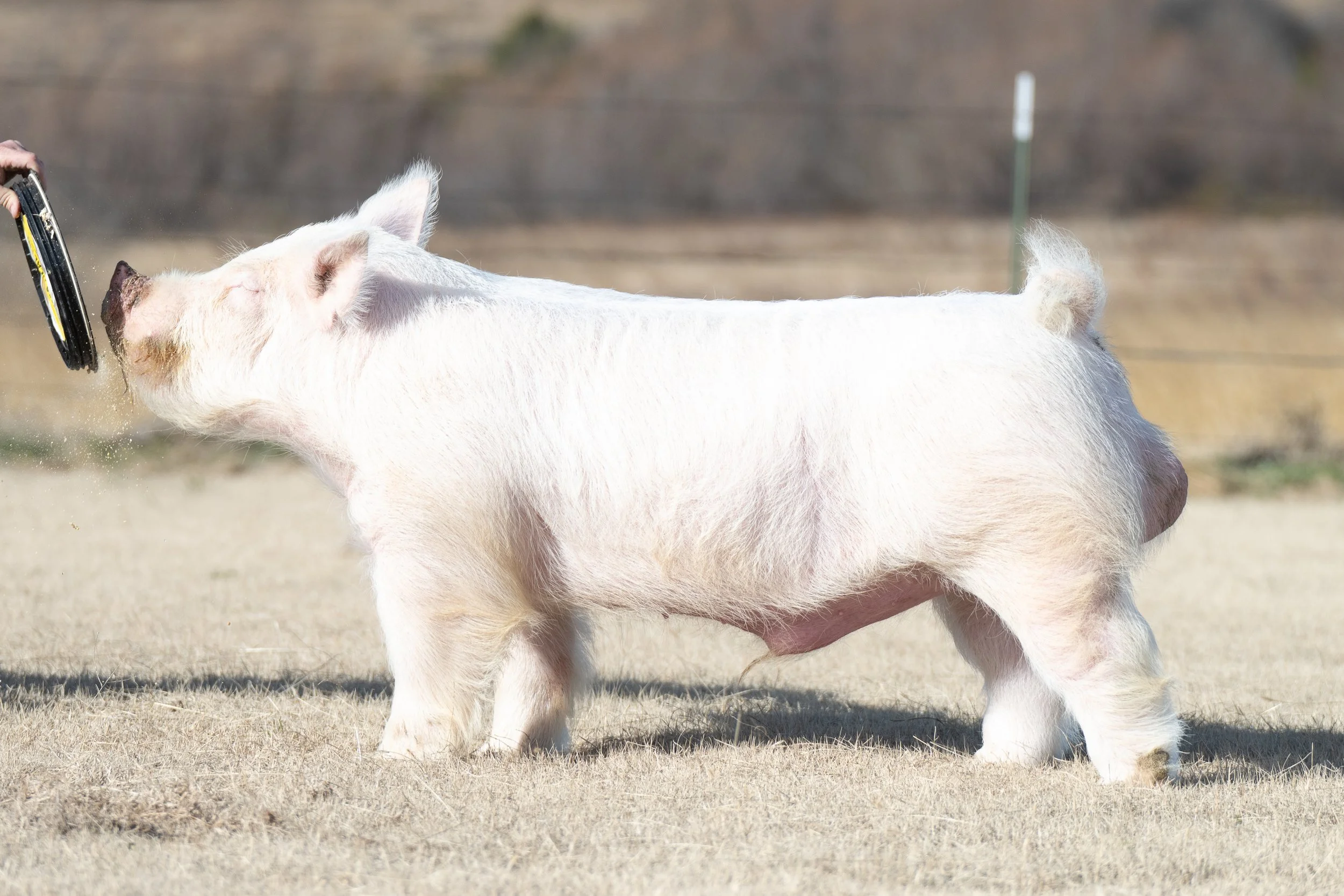 A white pig standing on dry grass, with a person holding a treat near its snout.