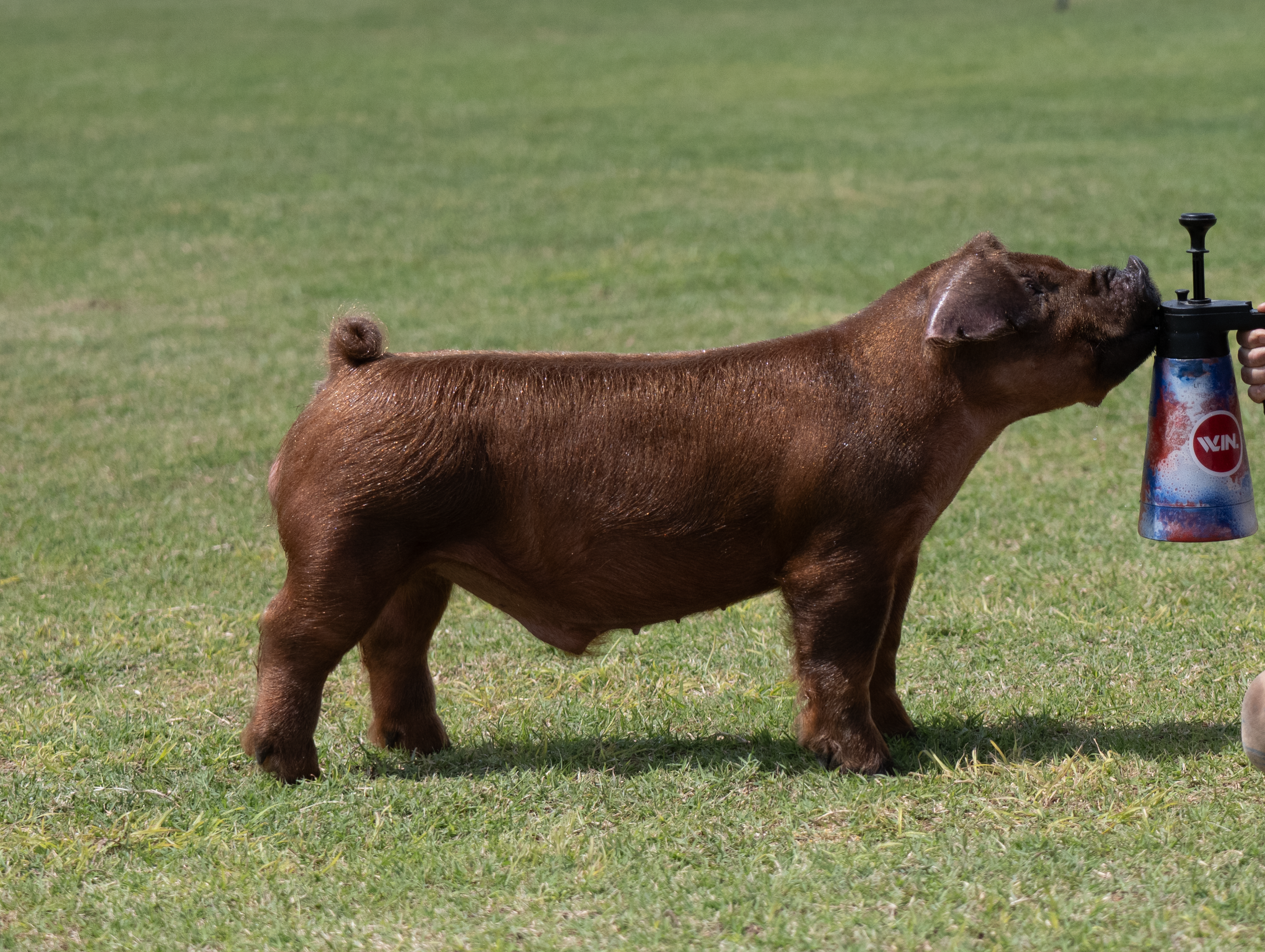 A pig holding a water gun in its mouth on a grassy field.