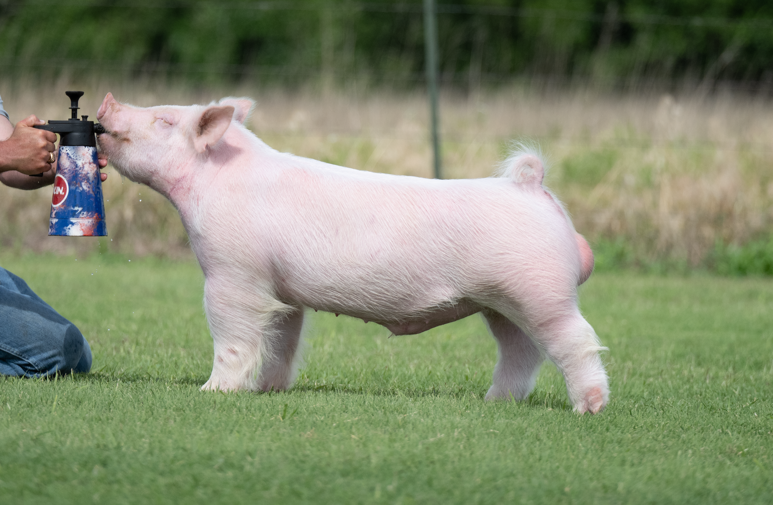 A pig being trained or shown, with a person spraying water on its face outdoors on grass.