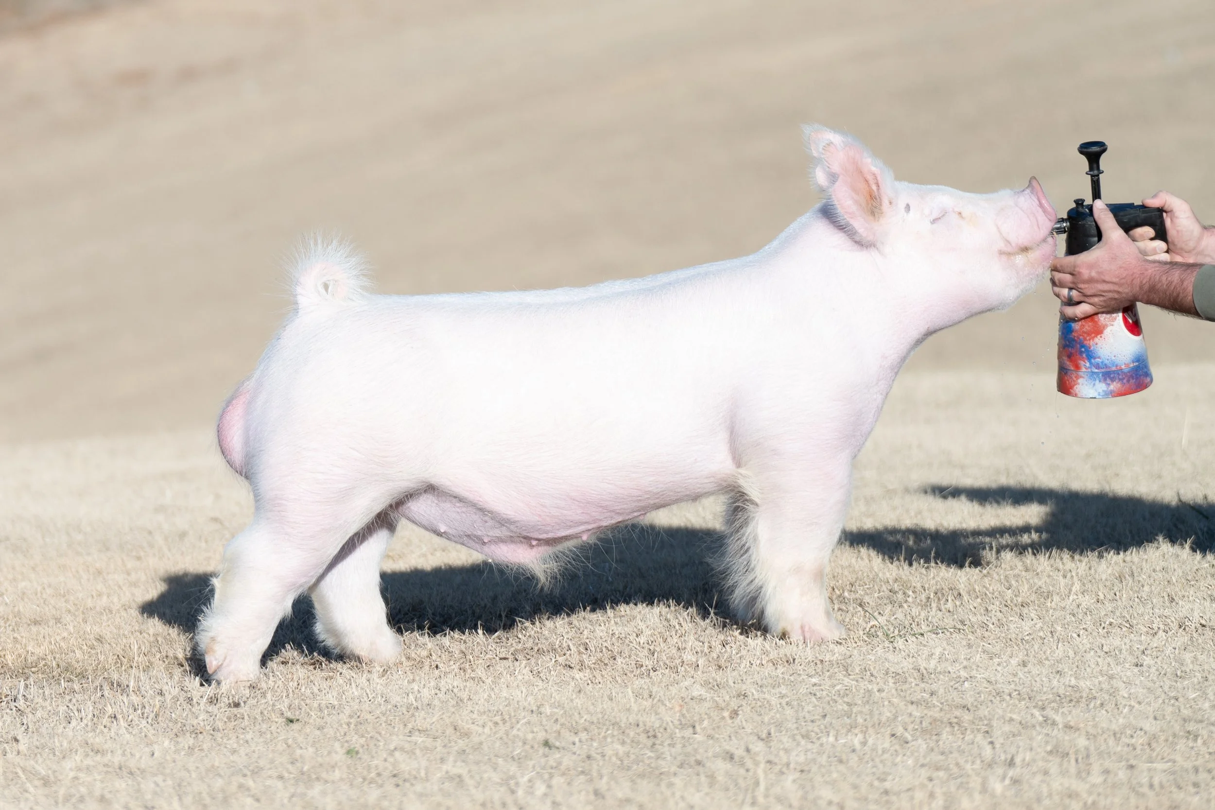 Mirage Light Cross Boar