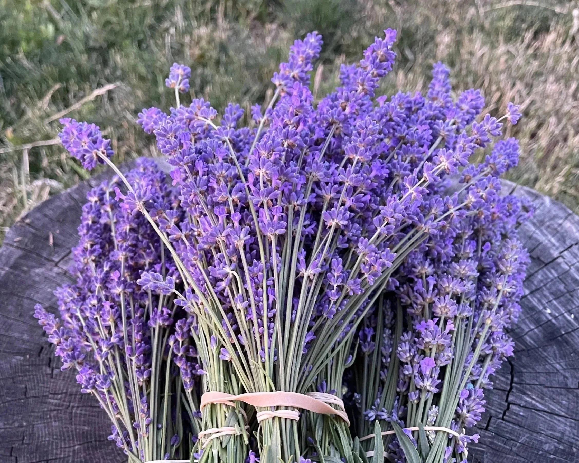 Dried Lavender Bundle