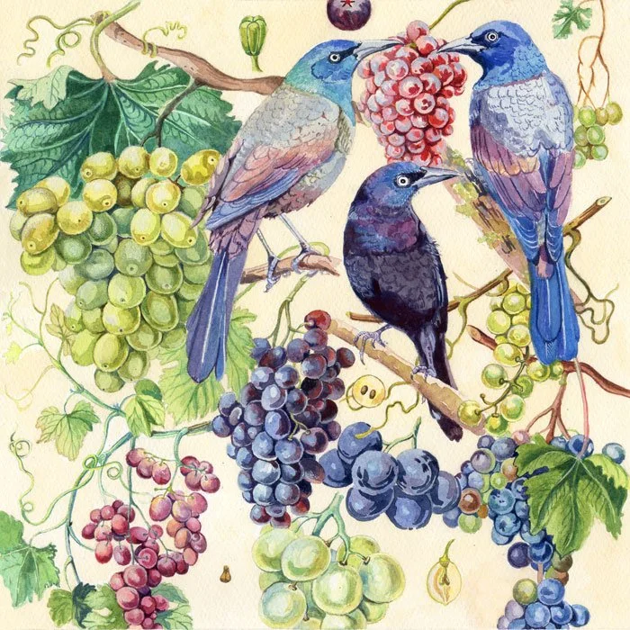 Final-Grackles-Grapes (2022_10_03 03_47_49 UTC).jpg