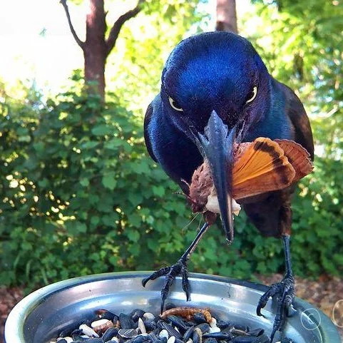 gracklemoth.jpg