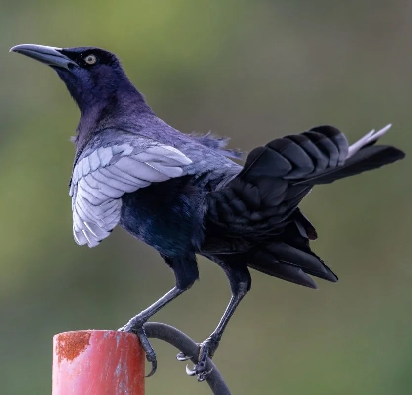 cocineramauricioosa.jpg