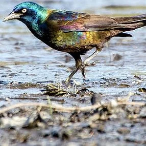 marsh rosemary grackle.jpeg