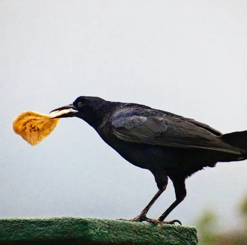 unknown_fritograckle.jpg