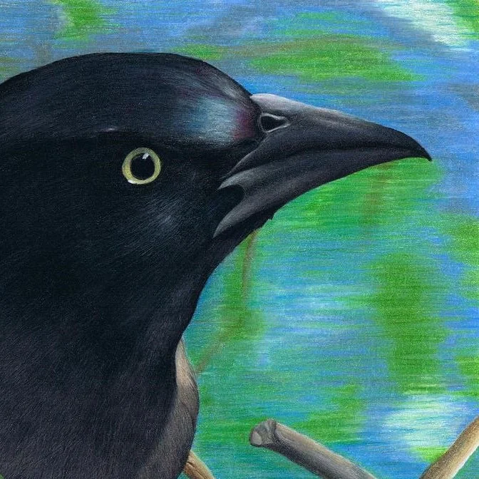 grackle-brandon-sharp.jpg