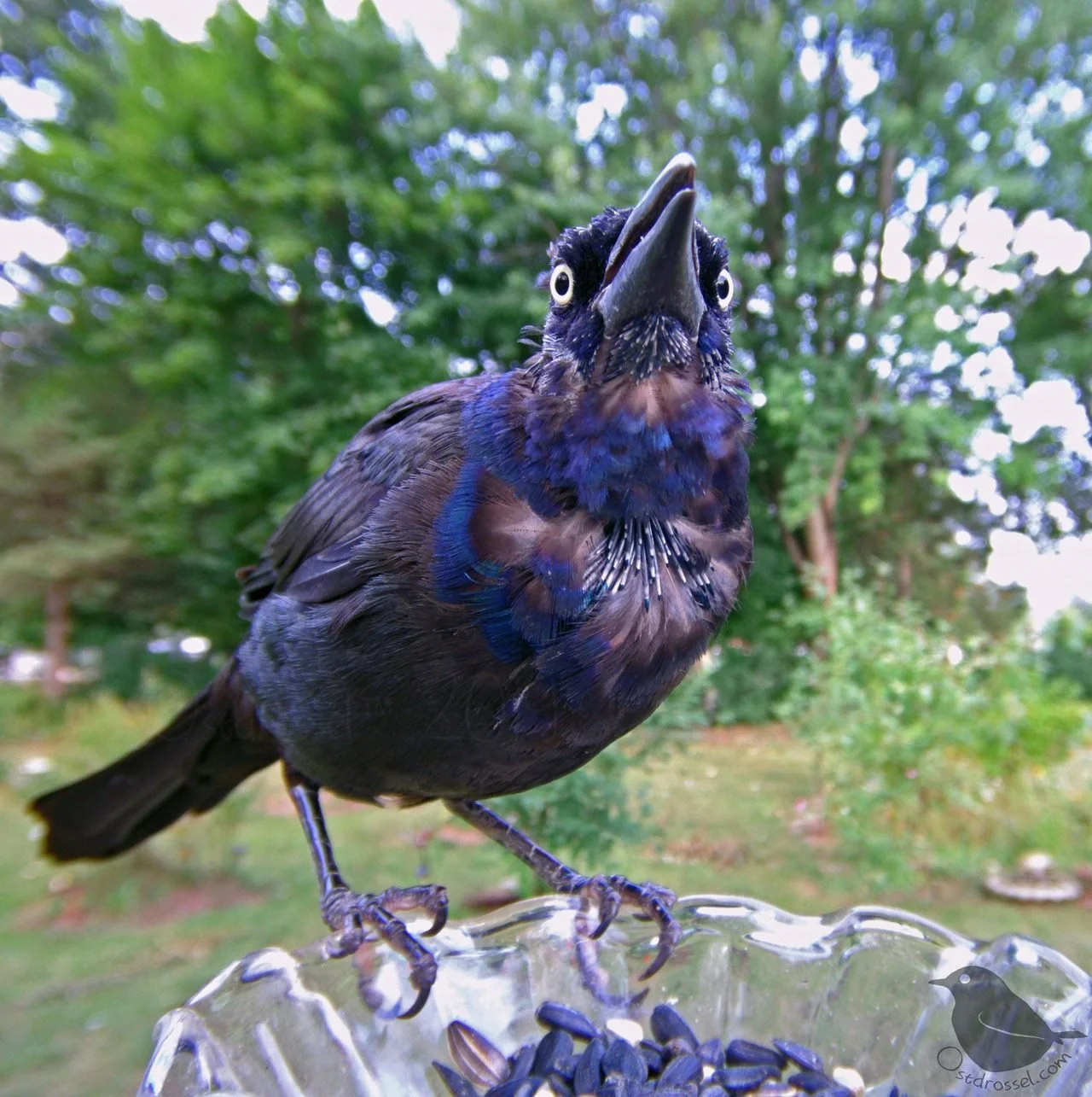 gracklebirdbath.jpg