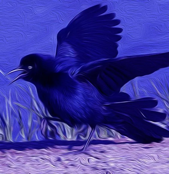 miahgrackle.jpg