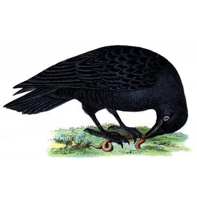 grackles.jpg