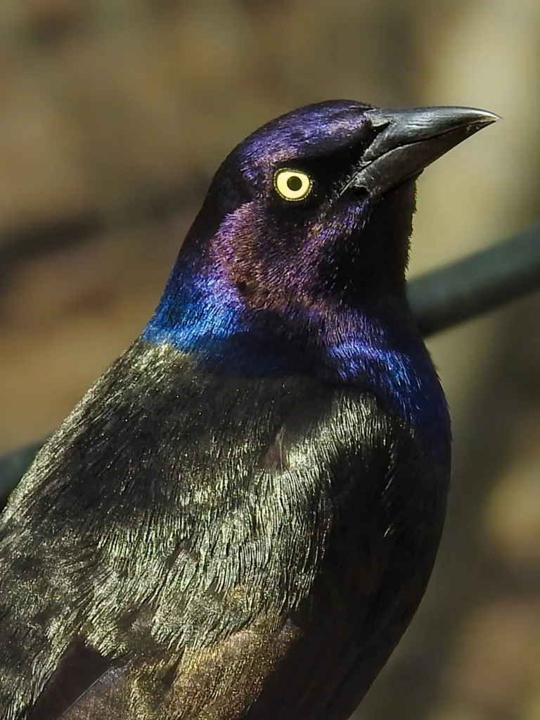 Common-Grackle-1-768x1024.jpg