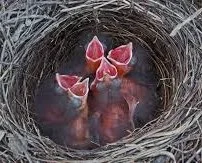 moltinggrackles.jpg
