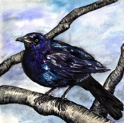 http-_www.drawingtenthousandbirds.com_orioles-and-blackbirds_bobolink-z5rb5-rnbl7-89gca.jpg