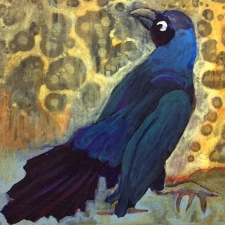 texas-boattailed-grackle.jpg