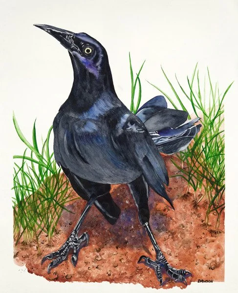 Grackle I by Carol Dawson