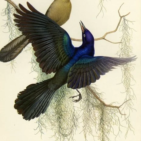 menabonibirdvintagegracklesfree.jpg