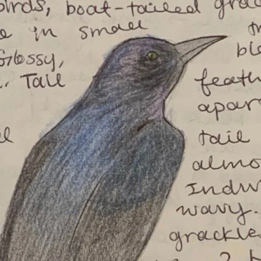 nelson-grackle_5s9xcm.jpg
