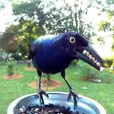 stonesbeak.jpeg