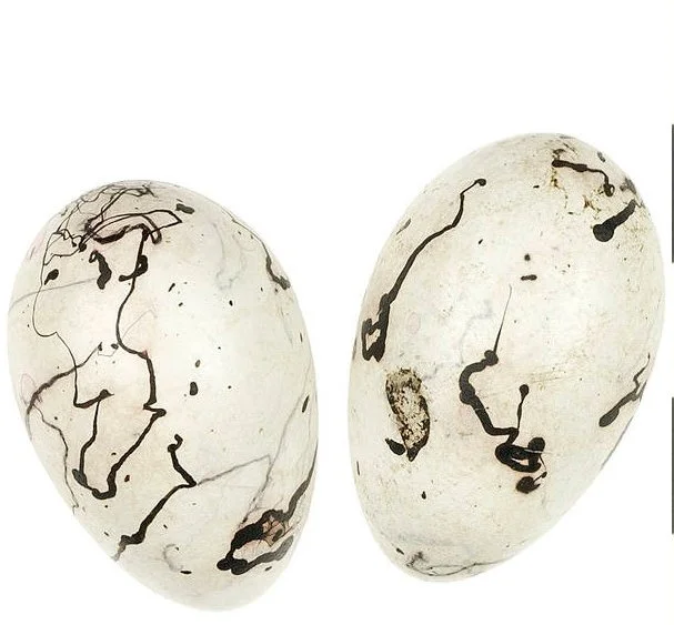 grackle egg.jpg